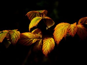 秋に行くべきゴルフ旅行、紅葉名所はどこ？
